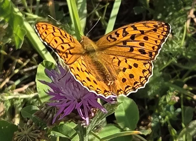 Papillon aux ailes orangées sur une fleur de montagne à Orelle